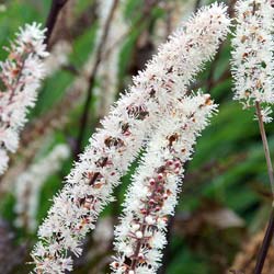 Hierba de San Cristbal 'Brunette'